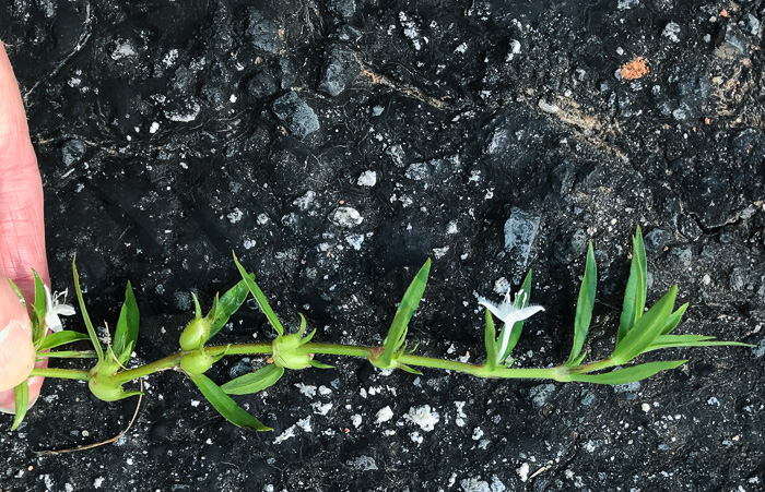 image of Diodia virginiana, Virginia Buttonweed, Large Buttonweed