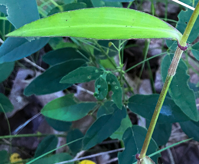 image of Commelina erecta var. erecta, Erect Dayflower, Slender Dayflower