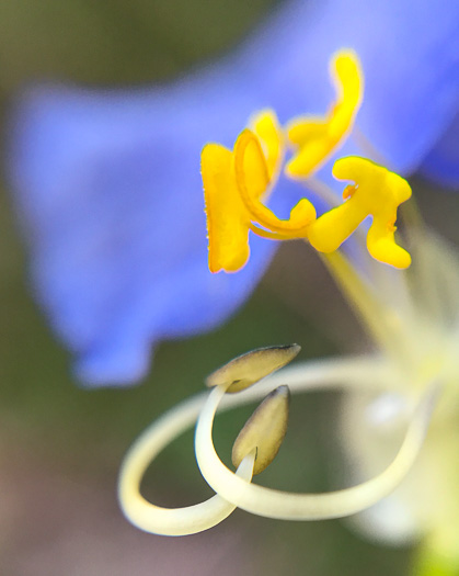 image of Commelina erecta var. erecta, Erect Dayflower, Slender Dayflower