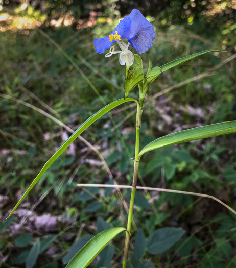 image of Commelina erecta var. erecta, Erect Dayflower, Slender Dayflower