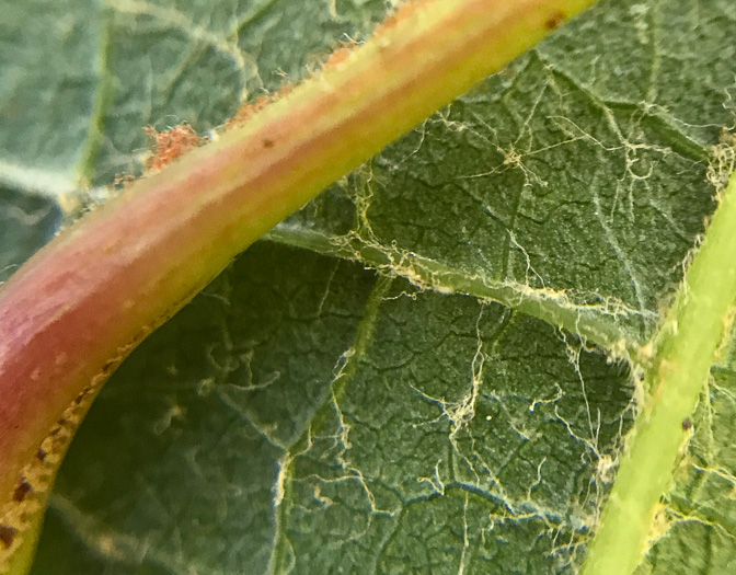 image of Vitis aestivalis var. aestivalis, Summer Grape