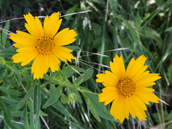 image of Coreopsis sp. [Glassy Mtn HP], a puzzling Coreopsis [Glassy Mtn HP]