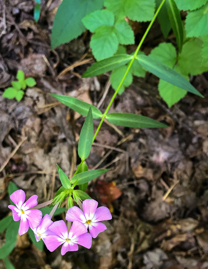 image of Phlox carolina, Carolina Phlox, Thick-leaf Phlox, Giant Phlox