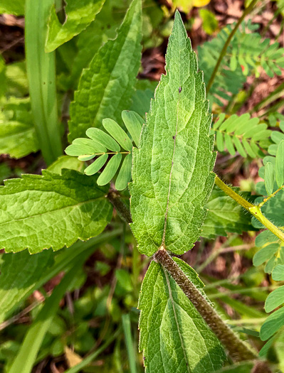 image of Eupatorium fernaldii, Fernald’s Thoroughwort, Fernald’s Eupatorium