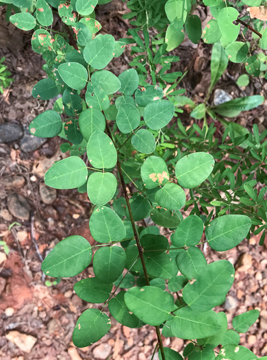 image of Desmodium marilandicum, Smooth Small-leaf Tick-trefoil, Maryland Tick-trefoil