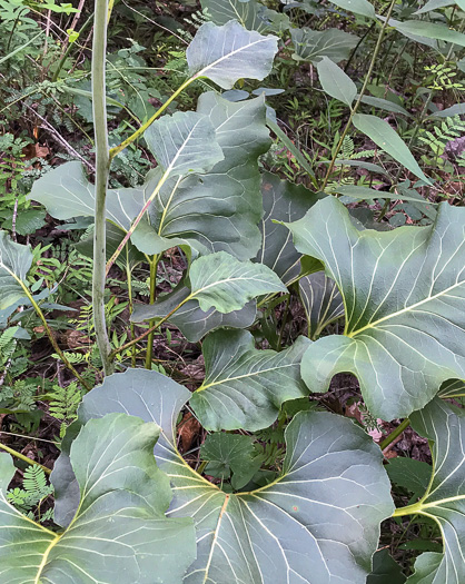 image of Silphium reniforme, Ragged Rosinweed, Kidneyleaf Rosinweed