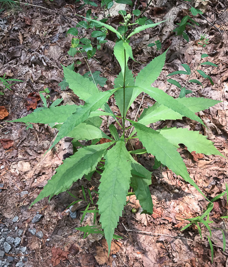 image of Eutrochium purpureum var. purpureum, Purple-node Joe-pye-weed, Sweet Joe-pye-weed