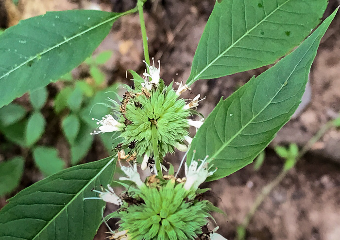 Appalachian Mountain-mint