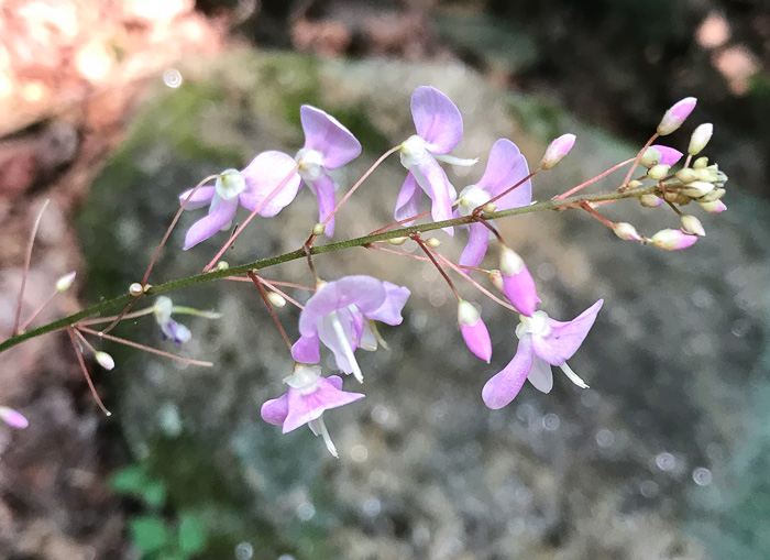 image of Hylodesmum nudiflorum, Naked Tick-trefoil, Naked-flowered Tick Trefoil, Woodland Tick-trefoil