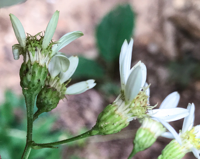 image of Doellingeria infirma, Appalachian Flat-topped White Aster, Cornel-leaf Aster, Cornel-leaf Whitetop Aster, Appalachian Whitetop Aster