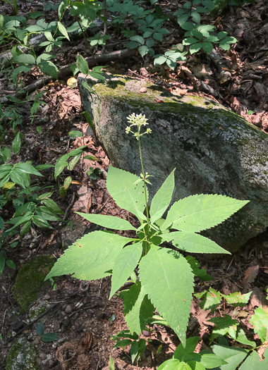 image of Eutrochium purpureum var. purpureum, Purple-node Joe-pye-weed, Sweet Joe-pye-weed