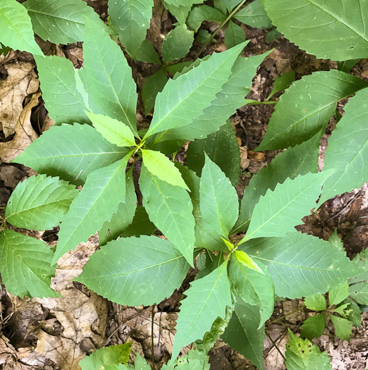 image of Coreopsis latifolia, Broadleaf Coreopsis, Broadleaf Tickseed