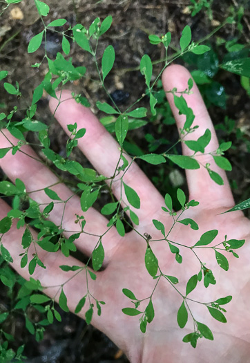 image of Paronychia canadensis, Forked Chickweed, Canada Whitlow-wort, Smooth Forked Nailwort