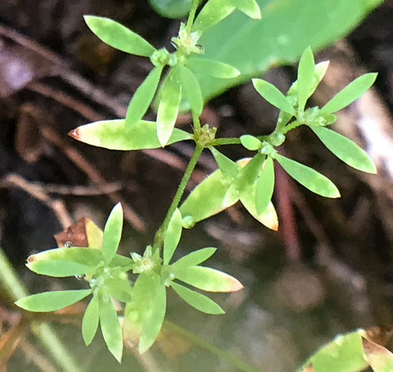 image of Paronychia montana, Mountain Nailwort, Shale-barren Whitlow-wort