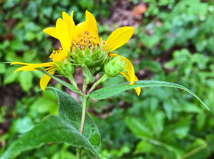 image of Helianthus divaricatus, Woodland Sunflower, Spreading Sunflower