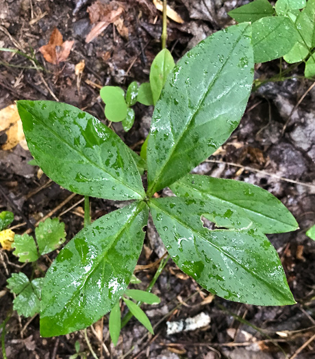 image of Stellaria pubera, Star Chickweed, Giant Chickweed, Great Chickweed, Common Starwort