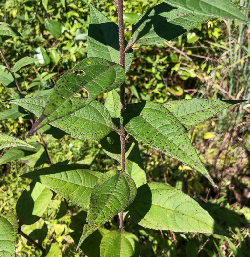 image of Helianthus hirsutus, Hairy Sunflower, Rough Sunflower