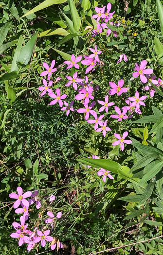 image of Sabatia angularis, Rose-pink, Bitterbloom, Common Marsh-pink, American Centaury