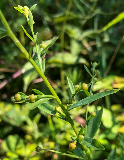 image of Linum striatum, Ridgestem Yellow Flax, Ridged Yellow Flax