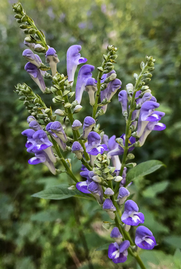 image of Scutellaria incana var. punctata, Hoary Skullcap, Downy Skullcap