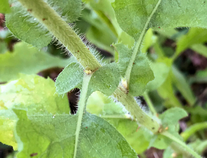 image of Heterotheca subaxillaris, Camphorweed