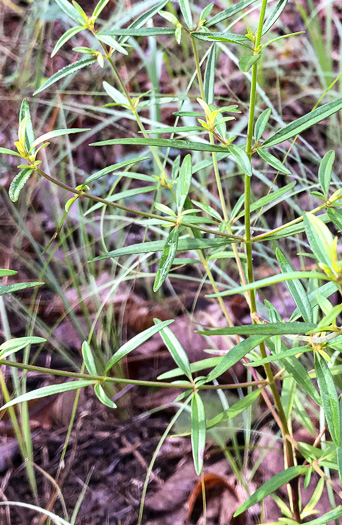 image of Trichostema setaceum, Narrowleaf Blue Curls