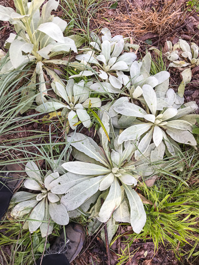 image of Verbascum thapsus ssp. thapsus, Woolly Mullein, Common Mullein, Flannel-plant, Velvet-plant