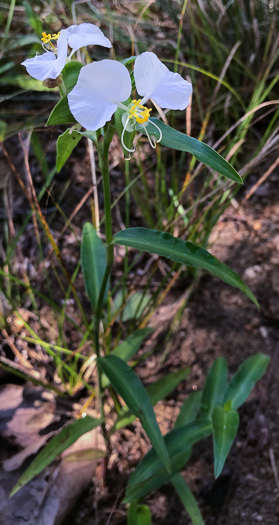 image of Commelina erecta var. erecta, Erect Dayflower, Slender Dayflower