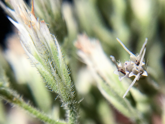 image of Eupatorium album, White Boneset, White-bracted Thoroughwort, White Thoroughwort, White Eupatorium