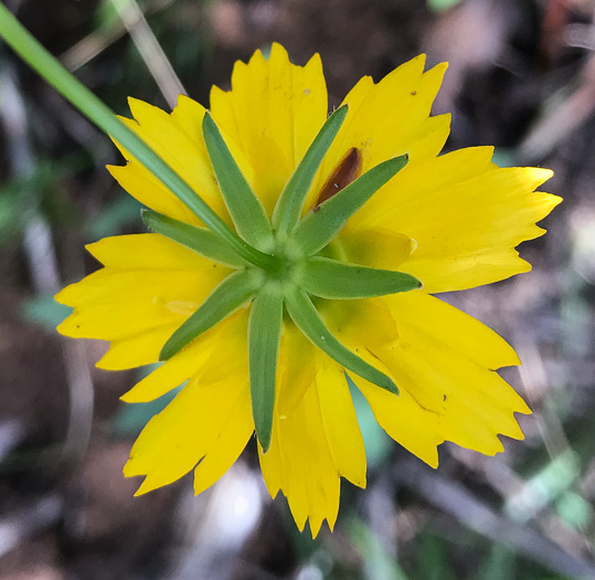 image of Coreopsis sp. [Glassy Mtn HP], a puzzling Coreopsis [Glassy Mtn HP]