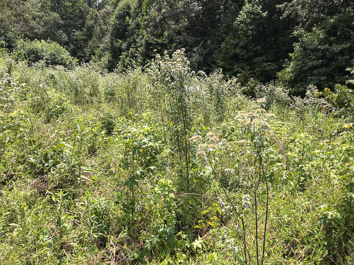 image of Pycnanthemum loomisii, Loomis's Mountain-mint