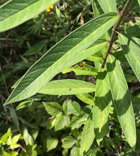 image of Asclepias incarnata var. pulchra, Eastern Swamp Milkweed