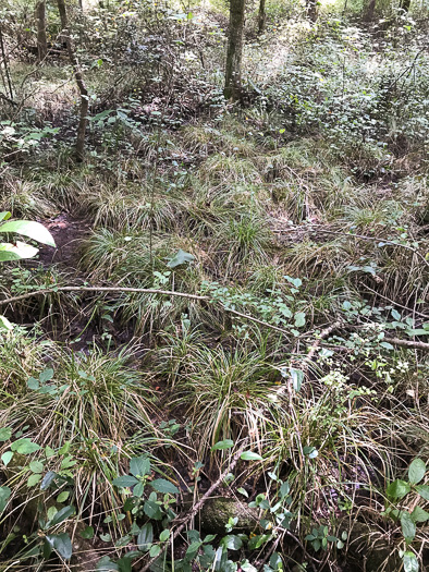 image of Carex lurida, Sallow Sedge