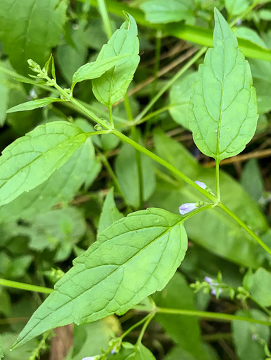 Mad-dog Skullcap