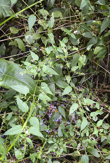 image of Scutellaria lateriflora, Mad-dog Skullcap, Tall Blue Skullcap