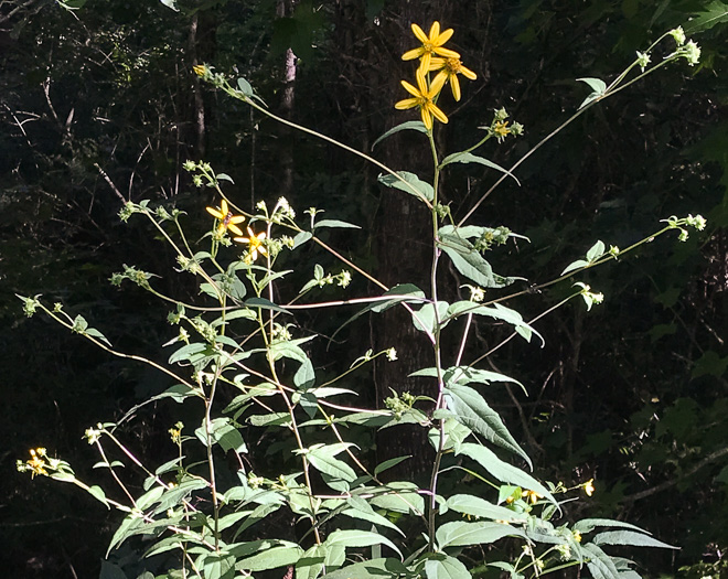 image of Helianthus microcephalus, Small Wood Sunflower, Small-headed Sunflower