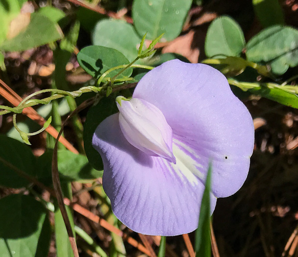 Climbing Butterfly-pea