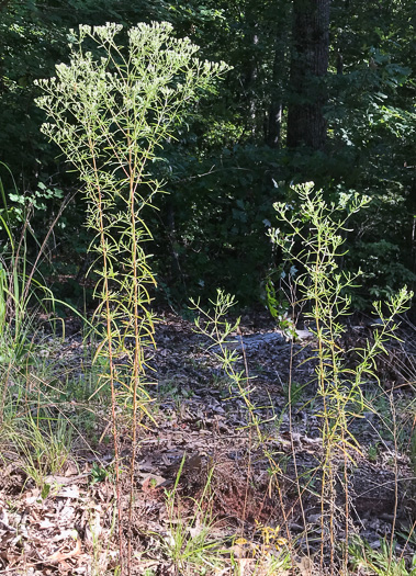 image of Eupatorium hyssopifolium, Hyssopleaf Boneset, Hyssopleaf Thoroughwort, Hyssopleaf Eupatorium