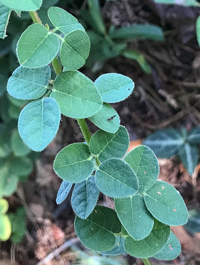 image of Desmodium ciliare, Hairy Small-leaf Tick-trefoil, Littleleaf Tick-trefoil