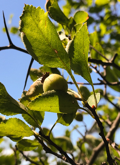 image of Crataegus aff. pinetorum, pineland hawthorn