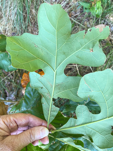 image of Quercus stellata, Post Oak