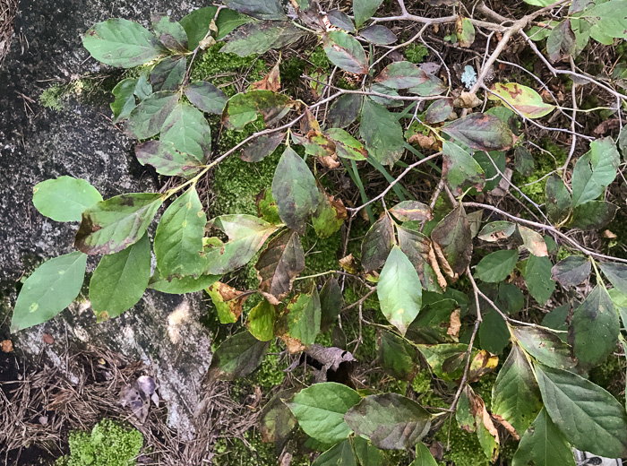 image of Lyonia ligustrina var. ligustrina, Northern Maleberry, He-huckleberry