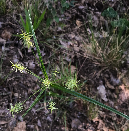 image of Cyperus retrofractus, Rough Flatsedge