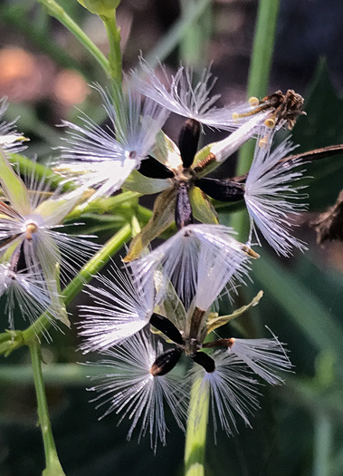 image of Arnoglossum atriplicifolium, Pale Indian-plantain