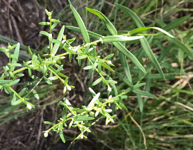 image of Symphyotrichum dumosum var. dumosum, Bushy Aster, Long-stalked Aster, Rice Button Aster