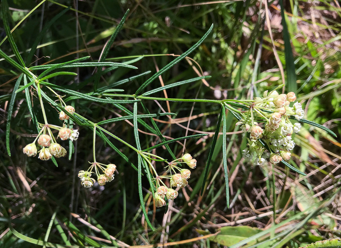 image of Asclepias verticillata, Whorled Milkweed, Narrowleaf Milkweed