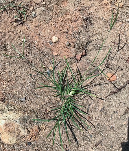 image of Eleusine indica, Goosegrass, Yard Grass, Indian Goose-grass