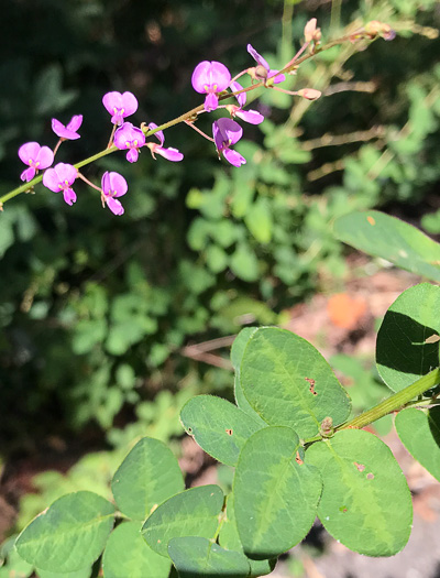 Desmodium ciliare, Hairy Small-leaf Tick-trefoil, Littleleaf Tick-trefoil