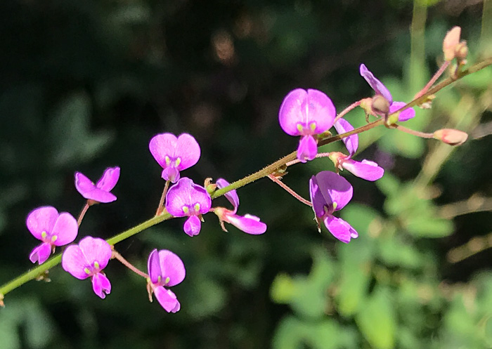 image of Desmodium ciliare, Hairy Small-leaf Tick-trefoil, Littleleaf Tick-trefoil