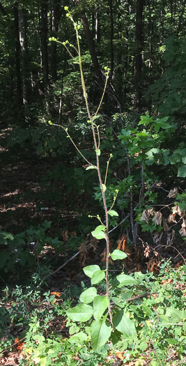 image of Helianthus atrorubens, Purple-disk Sunflower, Hairy Wood Sunflower, Appalachian Sunflower